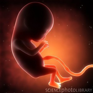 A two-month-old fetus